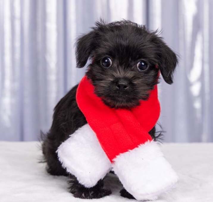 Photo of Peppa: Suzy Sheep