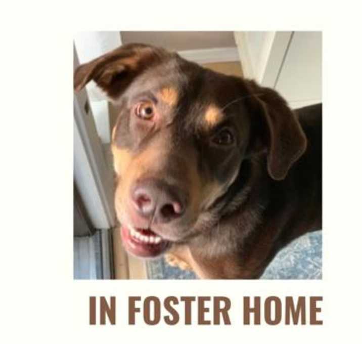 Photo of Pretzel Bite