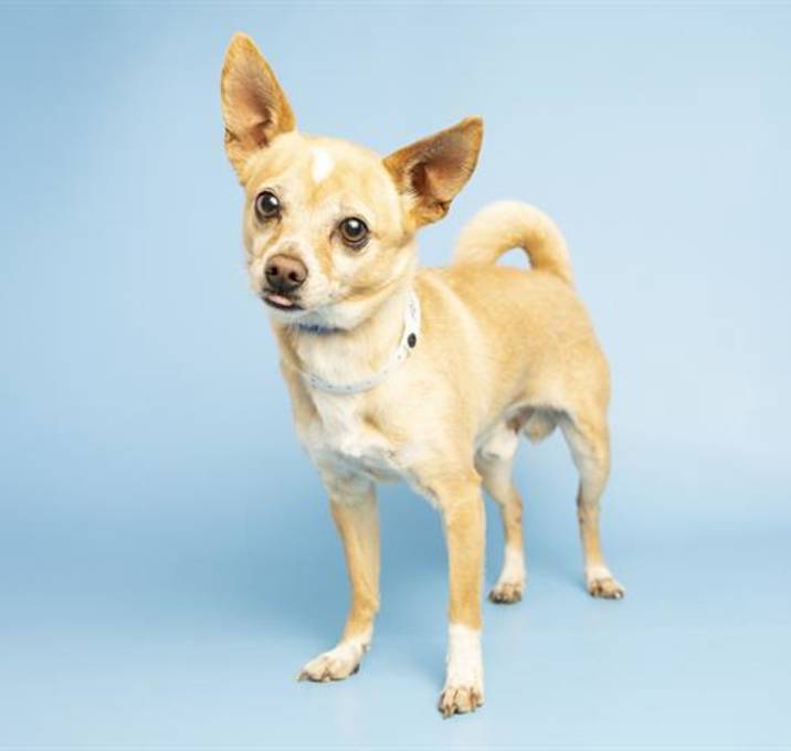 Photo of SHRIMP TACO