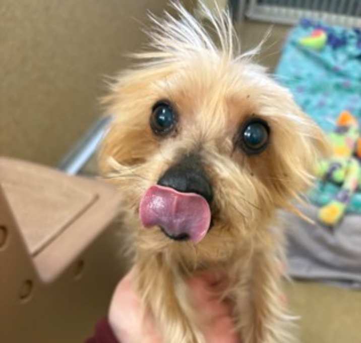 Photo of Ollie/ Iko Bonded pair