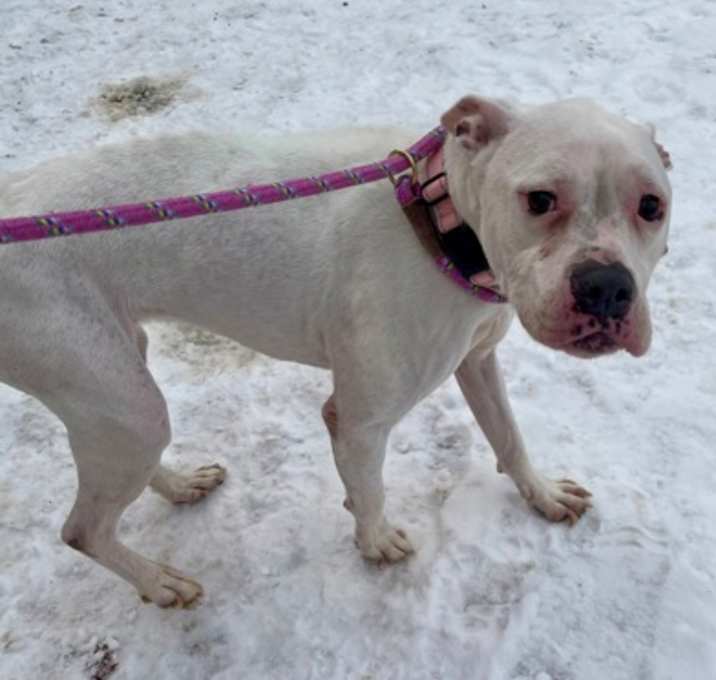 Photo of Pearl Piglet