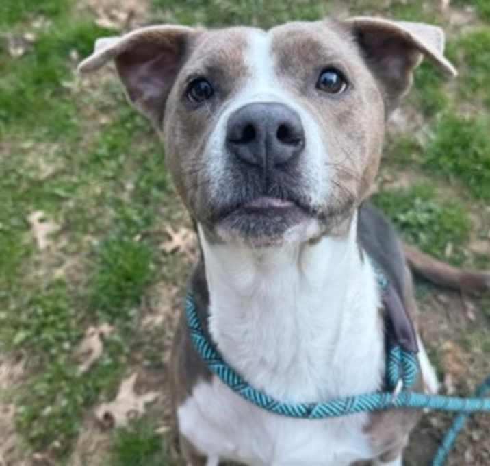 Photo of Cranberry 1740-25