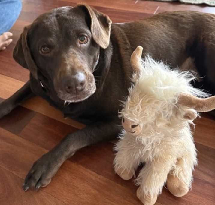 Photo of Tootsie - Available in Foster