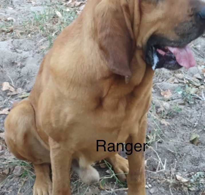 Photo of Ranger