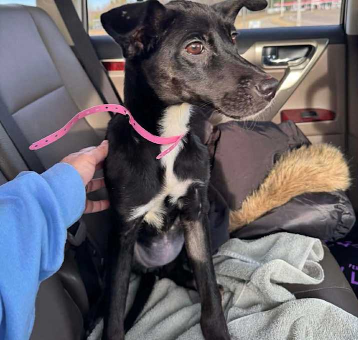 Photo of Rosie (Formerly Registry)