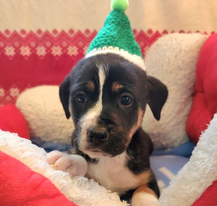 Photo of Giggle Gas (Nonsensical Pup)