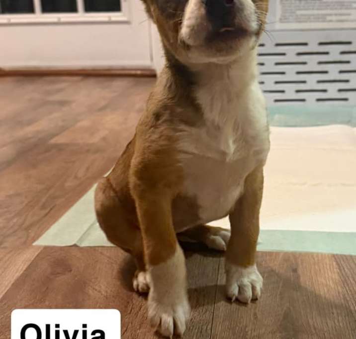 Photo of Olivia