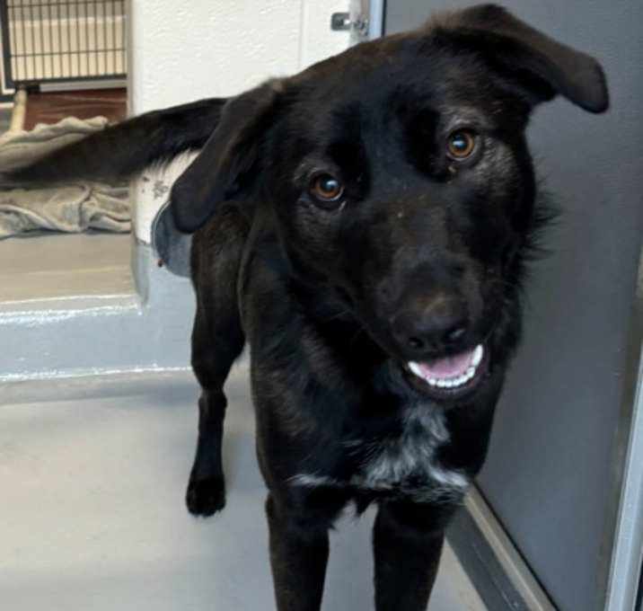 Photo of Remona 1445-25