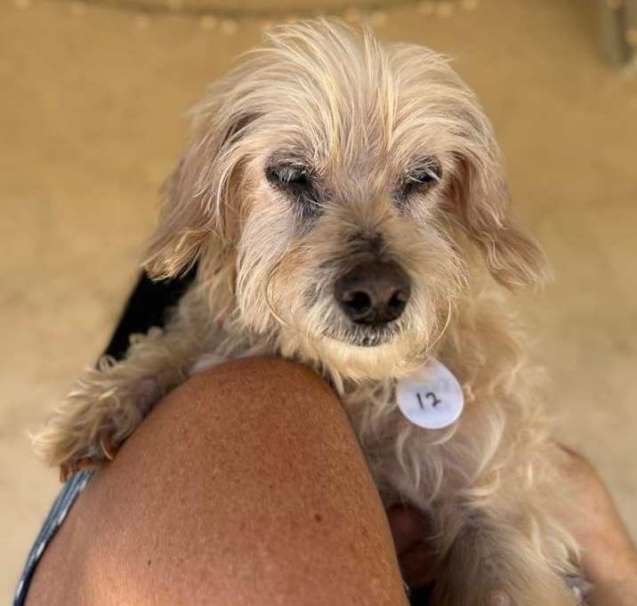 Photo of Sugar Solstice