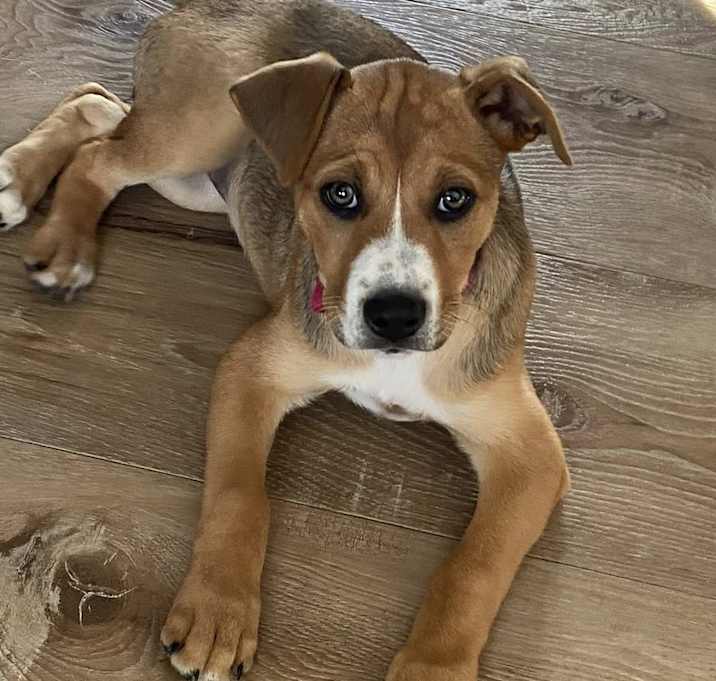 Photo of Autumn the mixed breed puppy