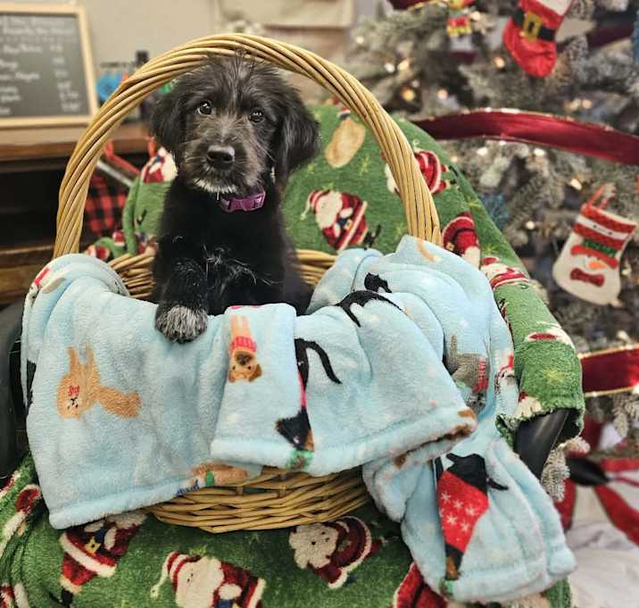 Photo of Biscuit the Schnauzer Mix Pupp