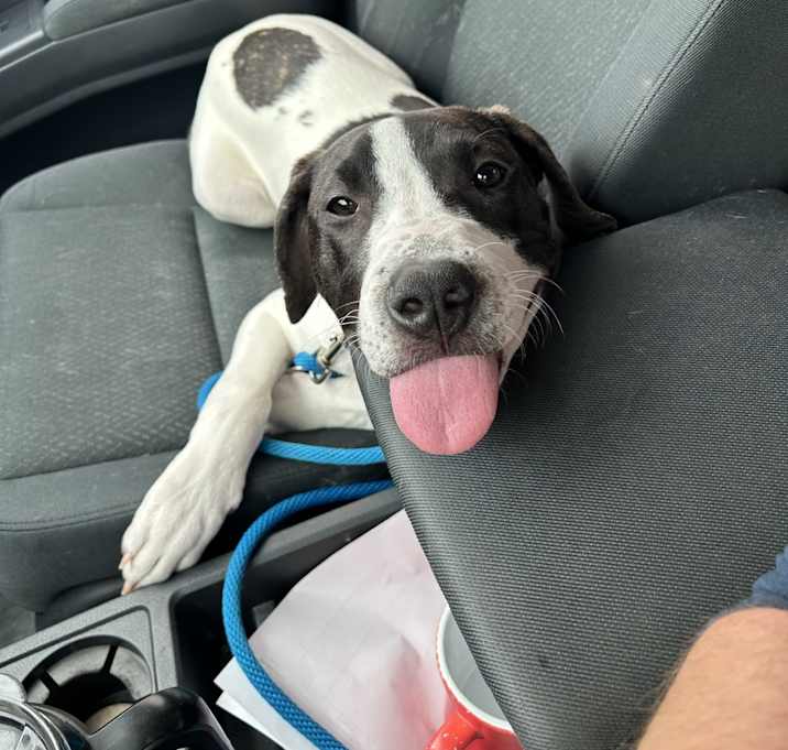 Photo of Odysseus (Ody)