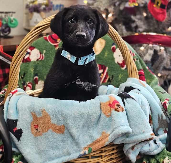 Photo of Cobbler the Schnauzer Mix