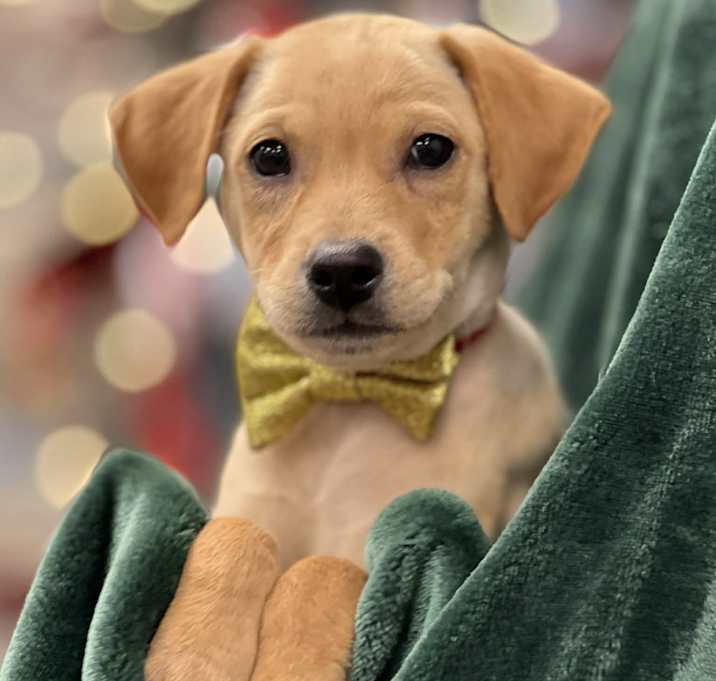 Photo of Diego the mixed breed