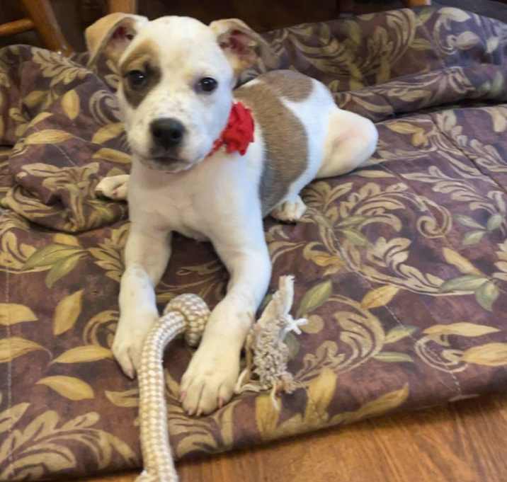 Photo of Grace the Mixed Breed Puppy