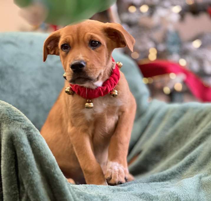 Photo of Pinto the mixed breed puppy