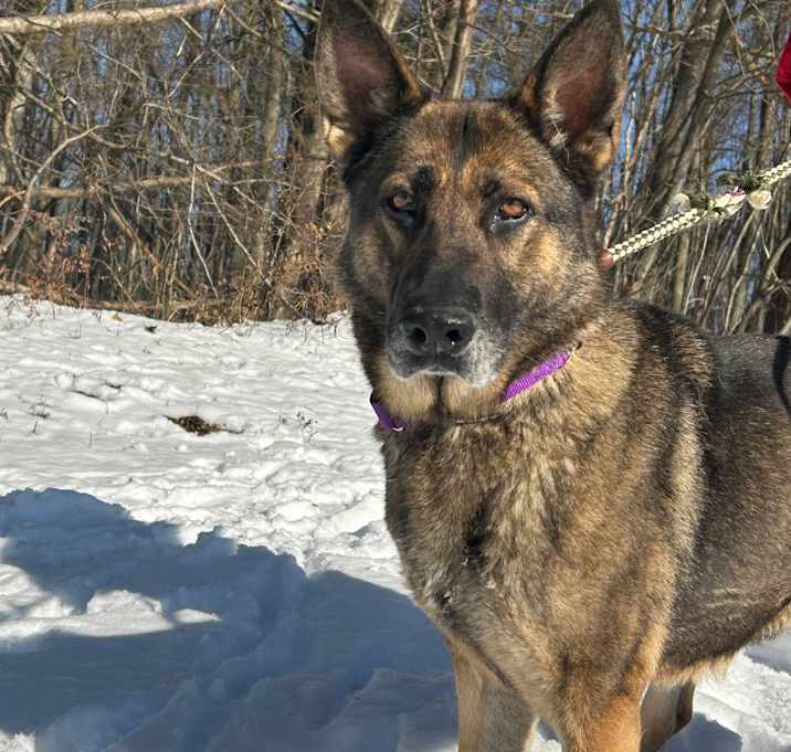 Photo of Dolly (25-459)