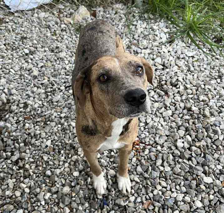 Photo of Apricot HW +