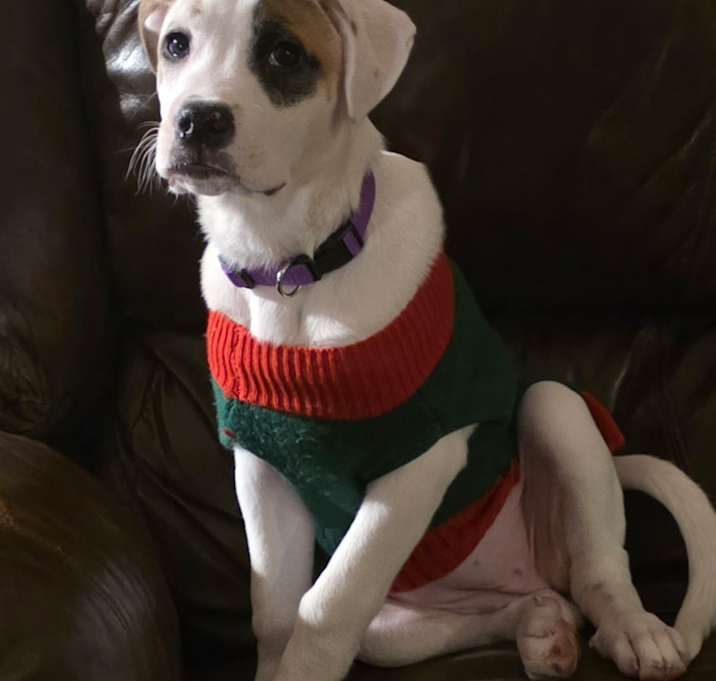 Photo of Princess The Boxer Mix Pup