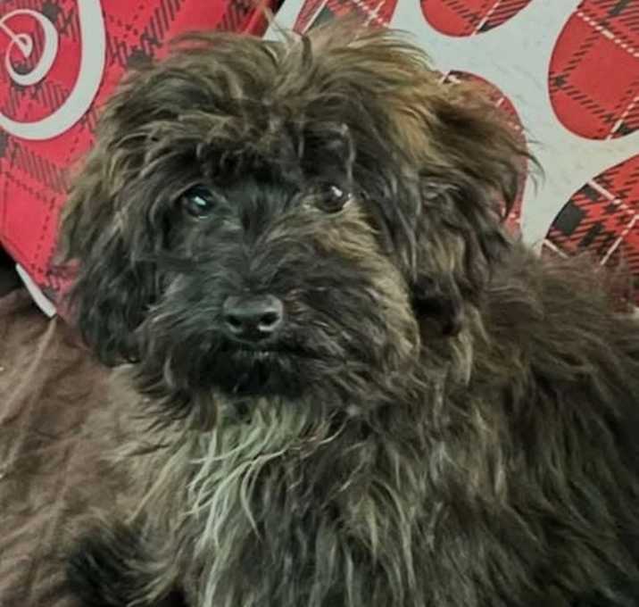 Photo of Toddie was Holly