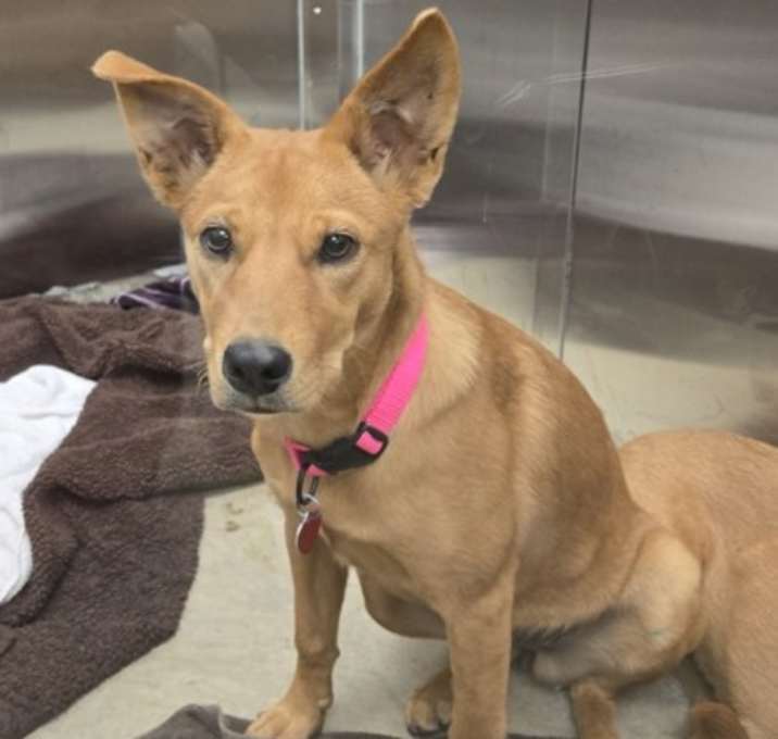 Photo of Lolli - AVAILABLE