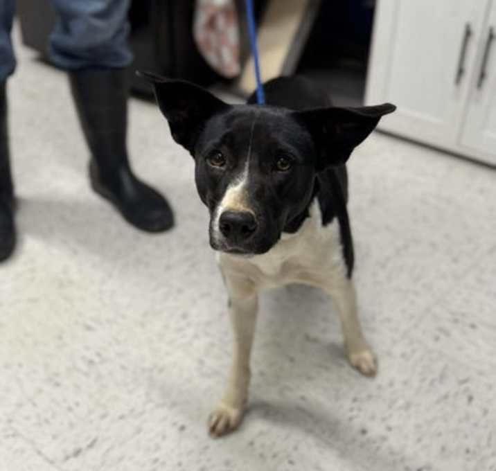 Photo of Oreo McFlurry