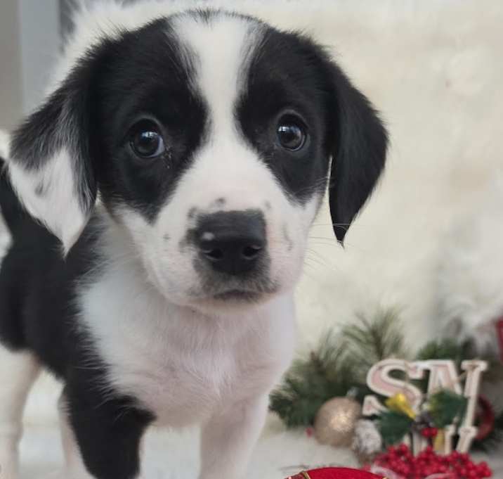 Photo of *A Holiday Litter* G