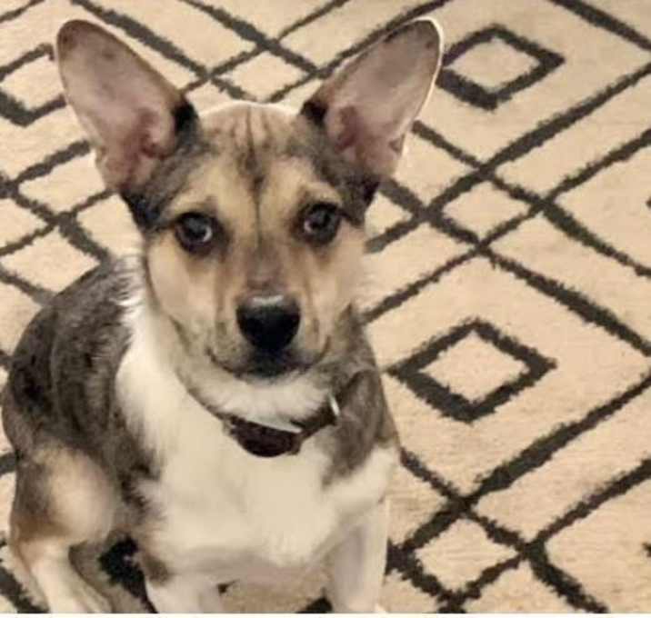 Photo of Oliver/Atlas