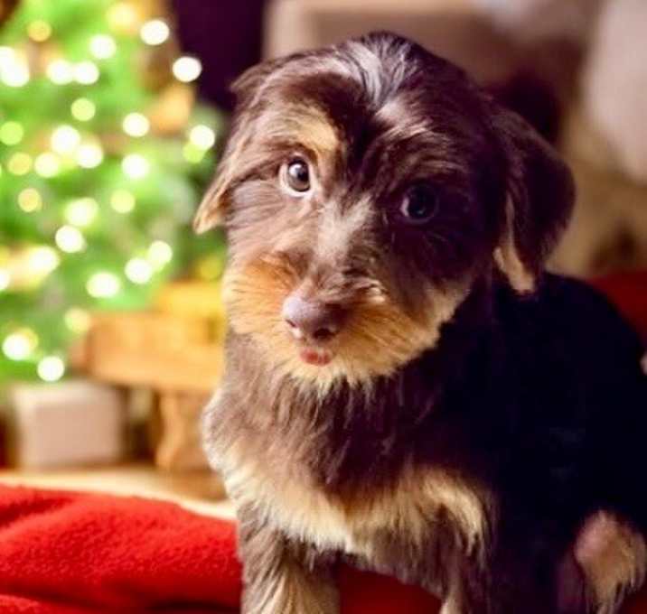 Photo of Saint-Adorable 3 mo Puppy!