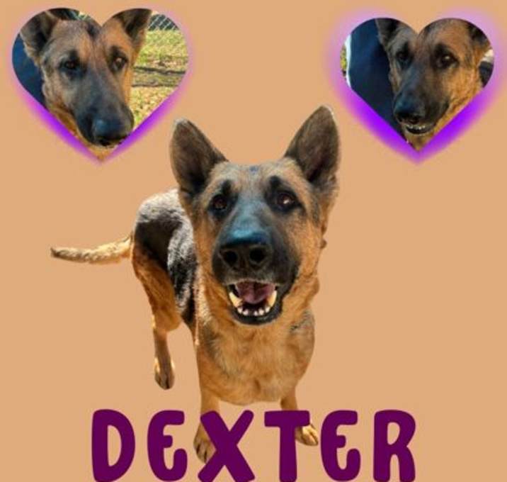 Photo of Dexter
