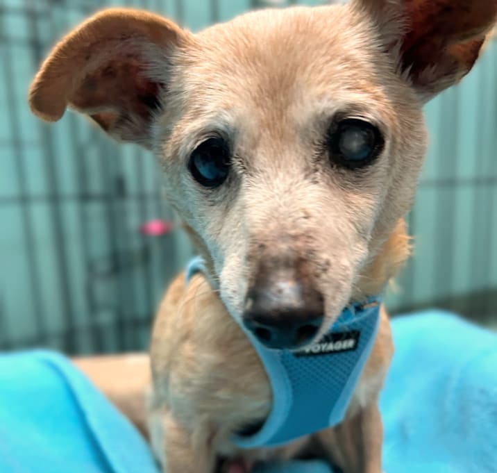 Photo of Cello 13547