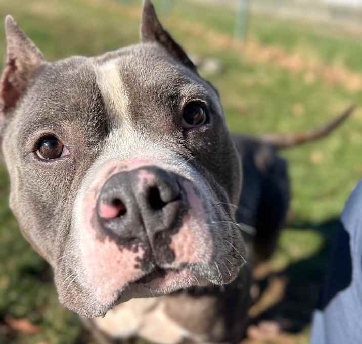 Photo of Rocco the Beefcake