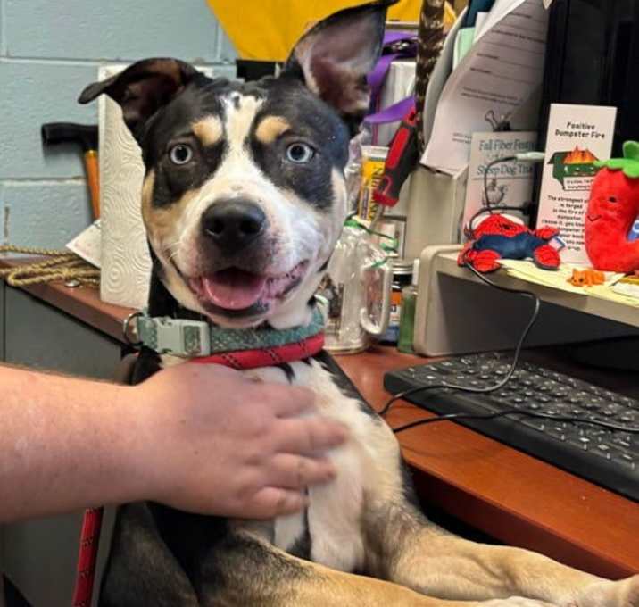 Photo of Daisy - At shelter