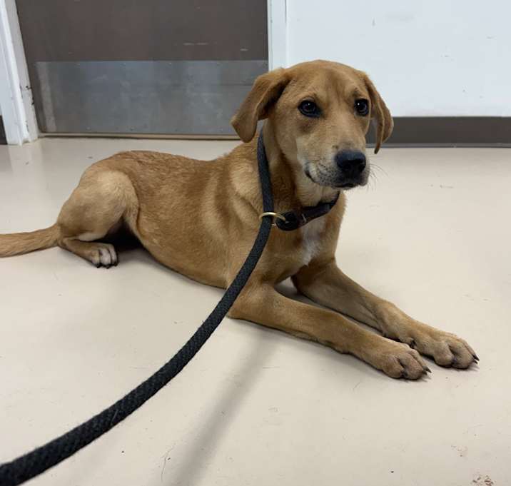 Photo of China (Chesnut #2)