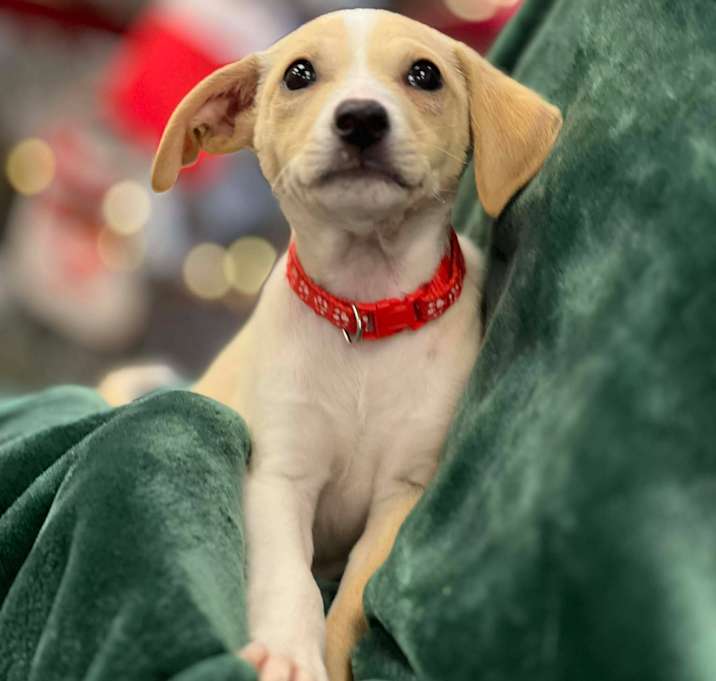 Photo of Velvet the tiny puppy