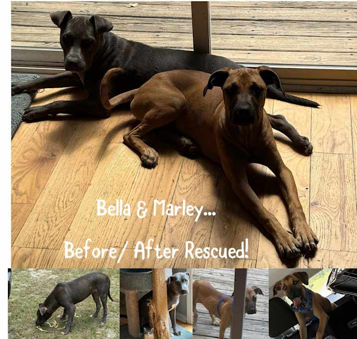 Photo of Marley/Bella