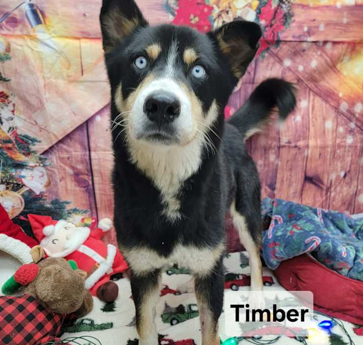 Photo of Timber
