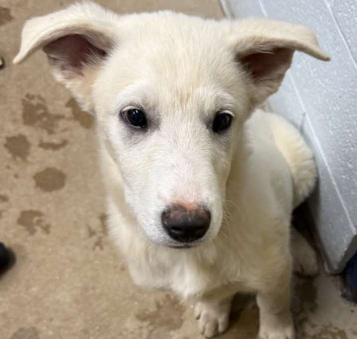 Photo of Sir Barks-a-Lot