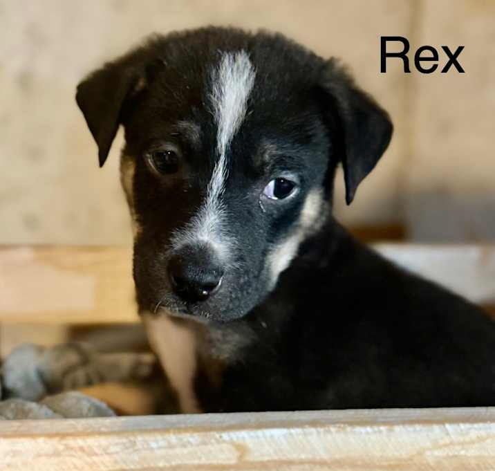 Photo of Rex O'Lution