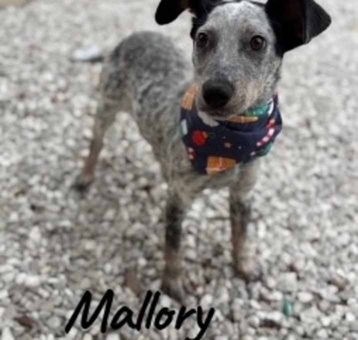 Photo of Mallory 126102