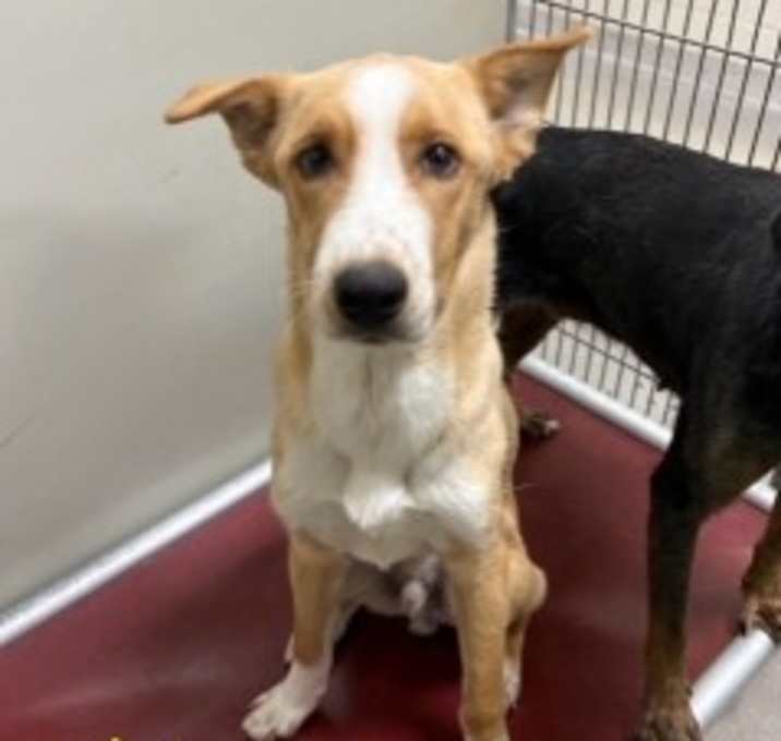 Photo of Hunter 34127