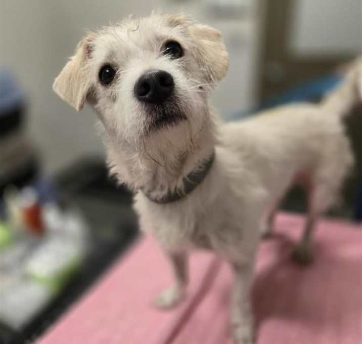 Photo of SIC-Stray-96633 (Finnick)