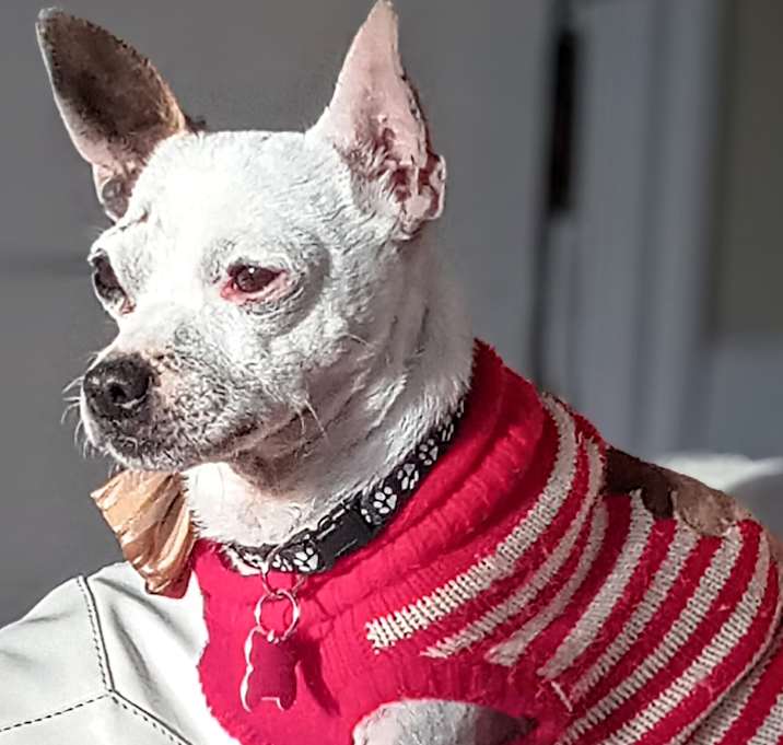 Photo of Mozart 13555