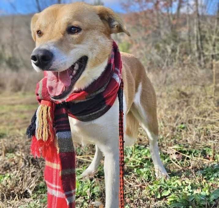 Photo of Digger Adoption Pending