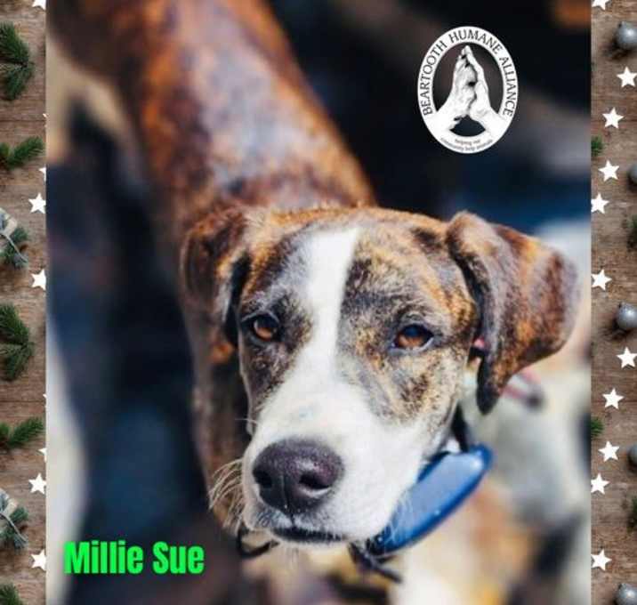 Photo of Millie Sue