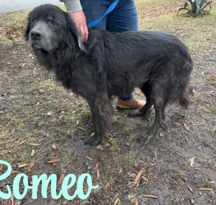 Photo of Romeo URGENT ‼️