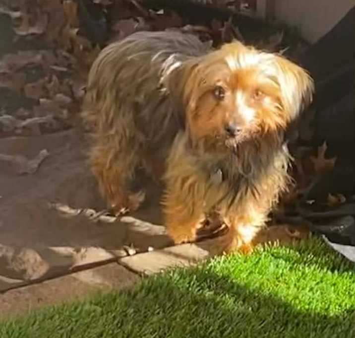 Photo of Stella (Dallas)