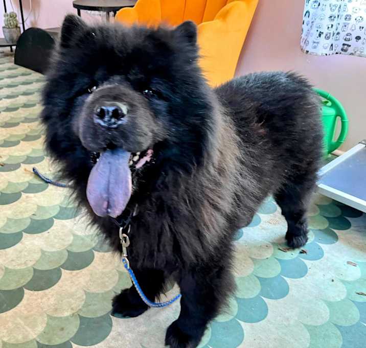 Photo of Smoochi Roo