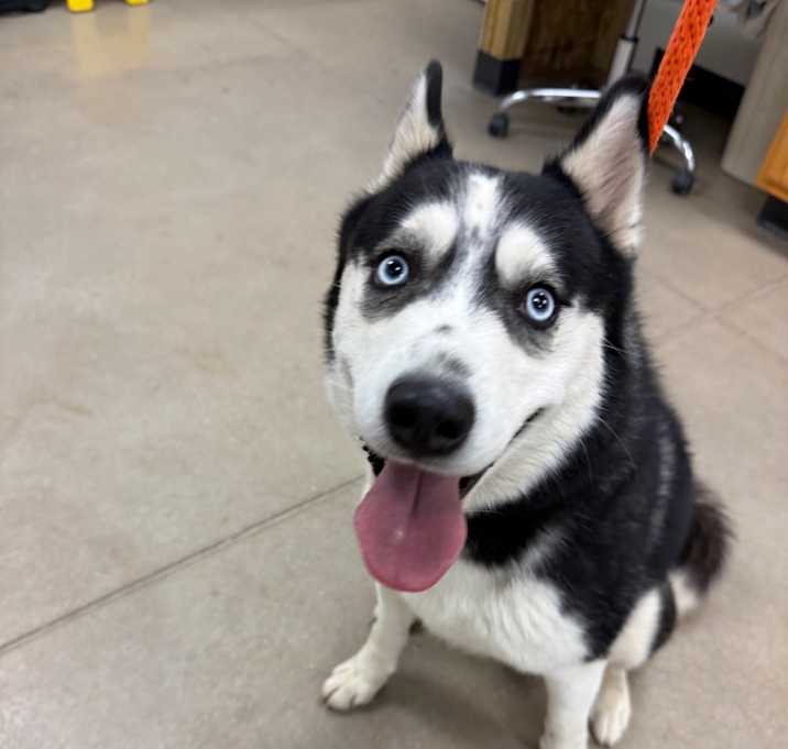 Photo of YORK-Stray-14599