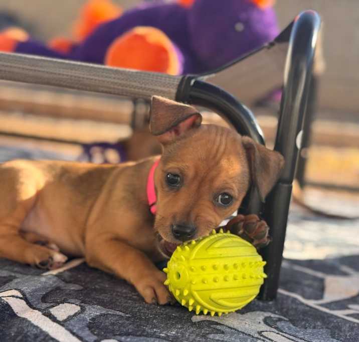 Photo of Cindy Lou Who